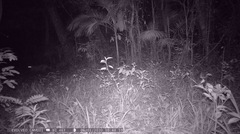 Puma concolor