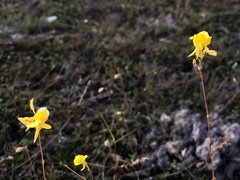 Utricularia