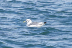 Media resource of Rissa tridactyla