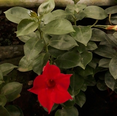Mandevilla sanderi