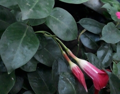 Mandevilla sanderi