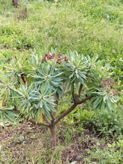 Euphorbia atropurpurea