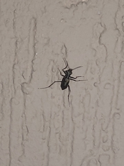 Odontocheila
