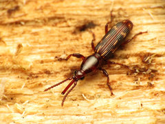 Arrhenodes minutus