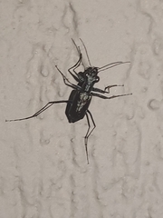 Odontocheila