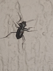 Odontocheila