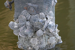 Crassostrea virginica