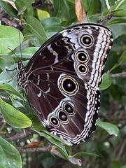Morpho helenor peleides