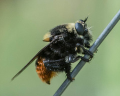 Mallophora ruficauda