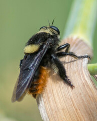 Mallophora ruficauda