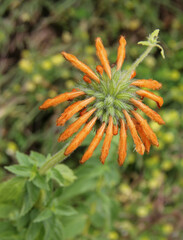 Leonotis