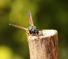 Gymnomerus laevipes