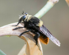 Mallophora ruficauda