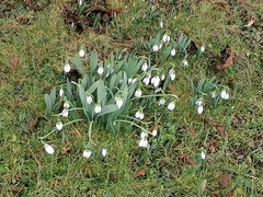 Galanthus elwesii