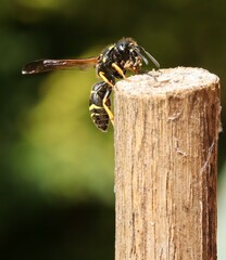 Gymnomerus laevipes