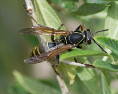 Polistes cinerascens