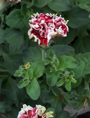 Magnoliopsida