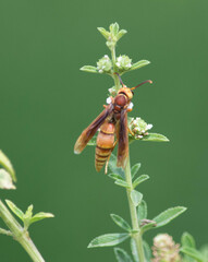 Montezumia ferruginea
