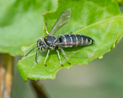 Bicyrtes discisus