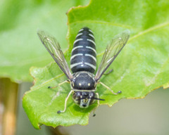 Bicyrtes discisus