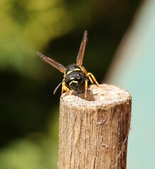 Gymnomerus laevipes