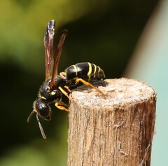 Gymnomerus laevipes