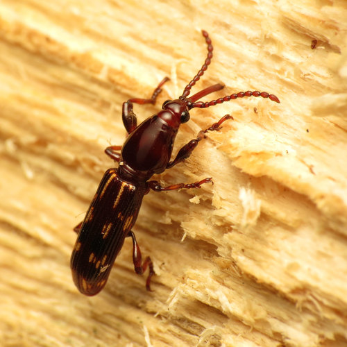 Oak Timberworm photo 6