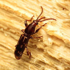 Arrhenodes minutus