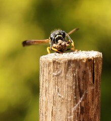 Gymnomerus laevipes