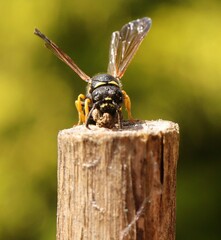 Gymnomerus laevipes