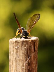 Gymnomerus laevipes