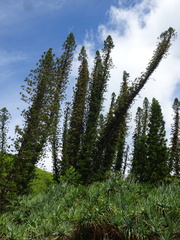 Araucaria columnaris