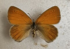 Coenonympha tullia