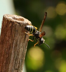 Gymnomerus laevipes