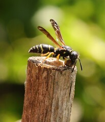 Gymnomerus laevipes