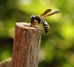 Gymnomerus laevipes