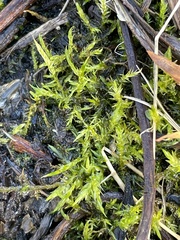 Sarmentypnum exannulatum