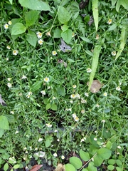 Erigeron karvinskianus