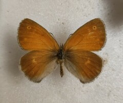 Coenonympha tullia