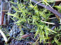 Sarmentypnum exannulatum