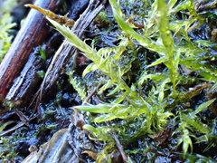 Sarmentypnum exannulatum