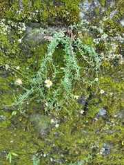 Erigeron karvinskianus