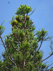 Araucaria columnaris