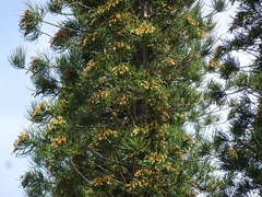 Araucaria columnaris