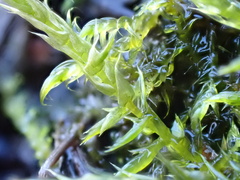 Sarmentypnum exannulatum