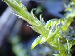 Sarmentypnum exannulatum