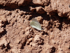Pierinae
