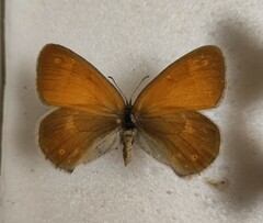 Coenonympha tullia