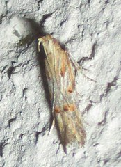 Gelechiidae