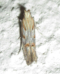 Gelechiidae